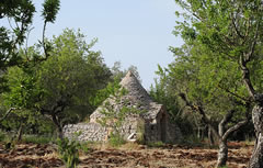 Trullo adibito a rimessa per attrezzi nella campagna di Alberobello