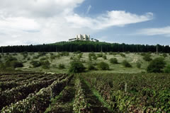 Castel del Monte, BAT – Vigneti di Aglianico Castel del Monte, BAT – Vigneti di Aglianico