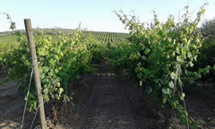 Cerignola – Vigneti Rosso Cerignola Cerignola – Vigneti Rosso Cerignola