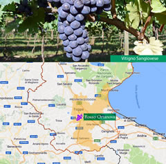 Terra di Bari – a)Vitigno sangiovese; b) area di produzione DOC Rosso Ortanova – Fonte: Assovini Terra di Bari – a)Vitigno sangiovese; b) area di produzione DOC Rosso Ortanova – Fonte: Assovini